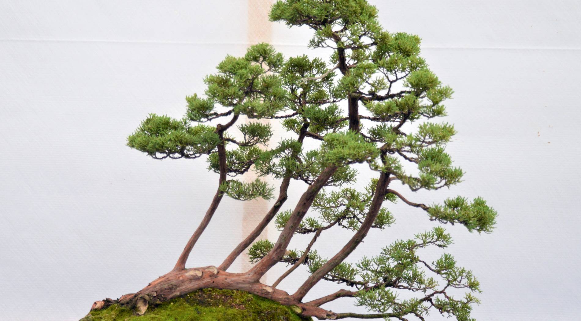 Bonsai Ausstellung In Dusseldorf Lockte Zahlreiche Besucher Ins Bonsai Museum