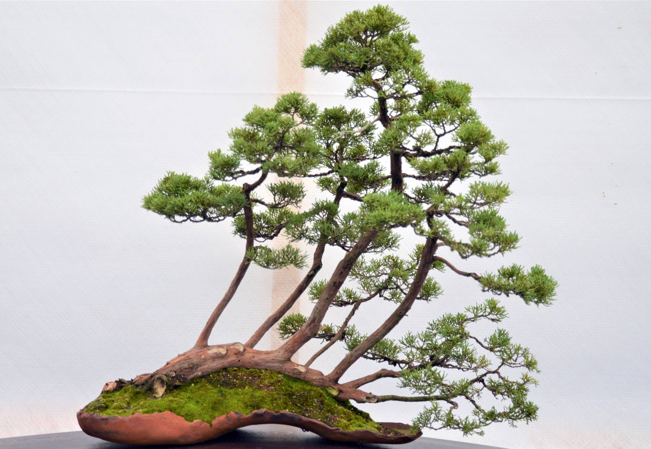  Dieser Bonsai erhielt den Gestalter-Preis: ein rund 40 Jahre alter Chinesischer Wacholder in liegender Form. 