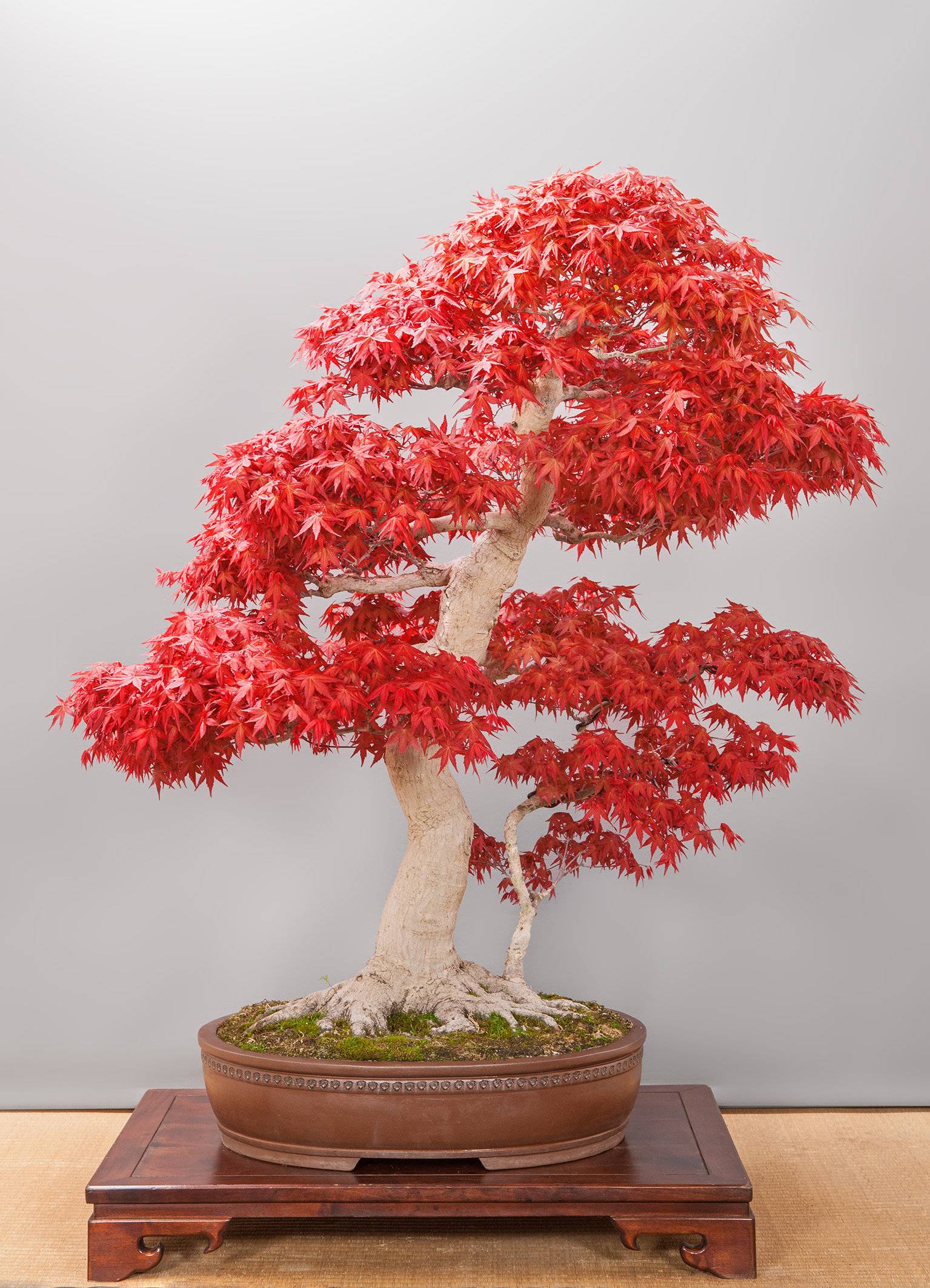 Ein roter Ahorn als Bonsai....