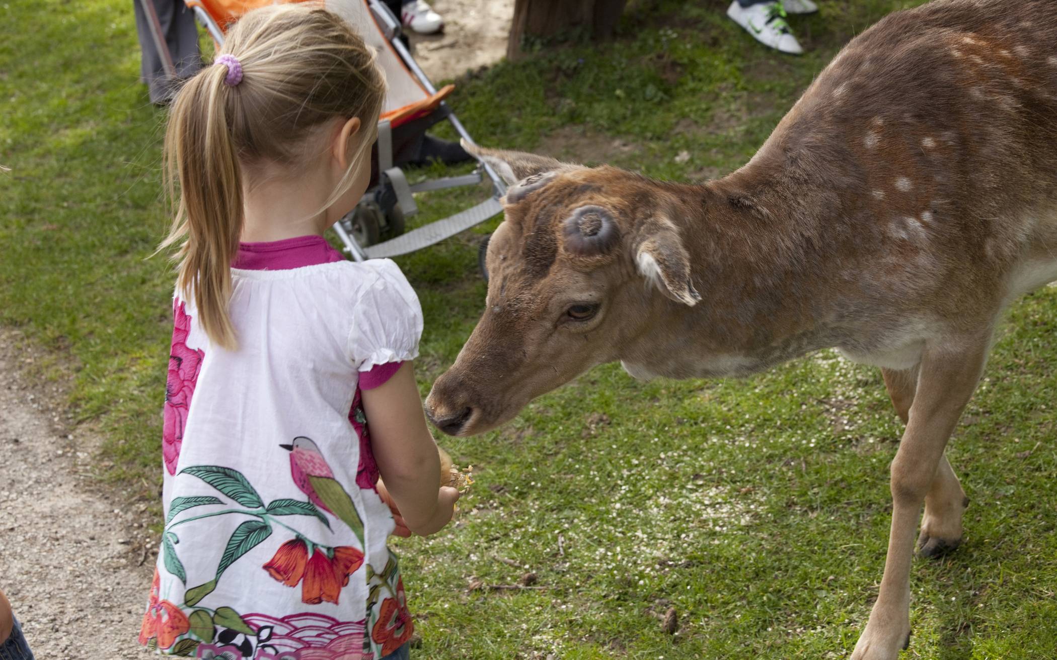 Lebendiges: Wildpark Ein Klassiker, wenn es um wunderschöne Orte im herbstlichen...