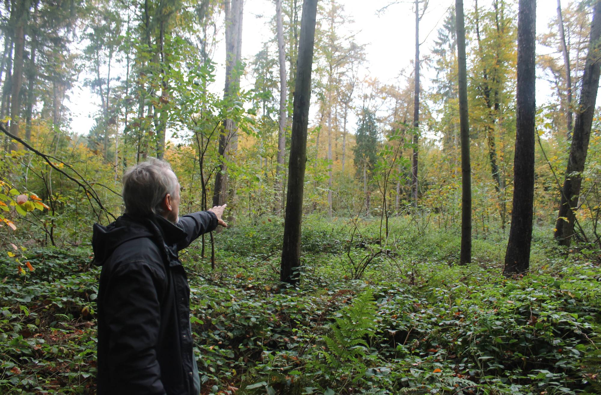  Forstexperte Paul Schmitz (61) im Aaper Wald - „Nach Ela hatten wir 25.000 tote Bäume auf einen Schlag“. 