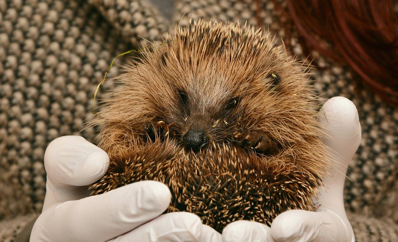 Wichtige Tipps für Igel im Winter