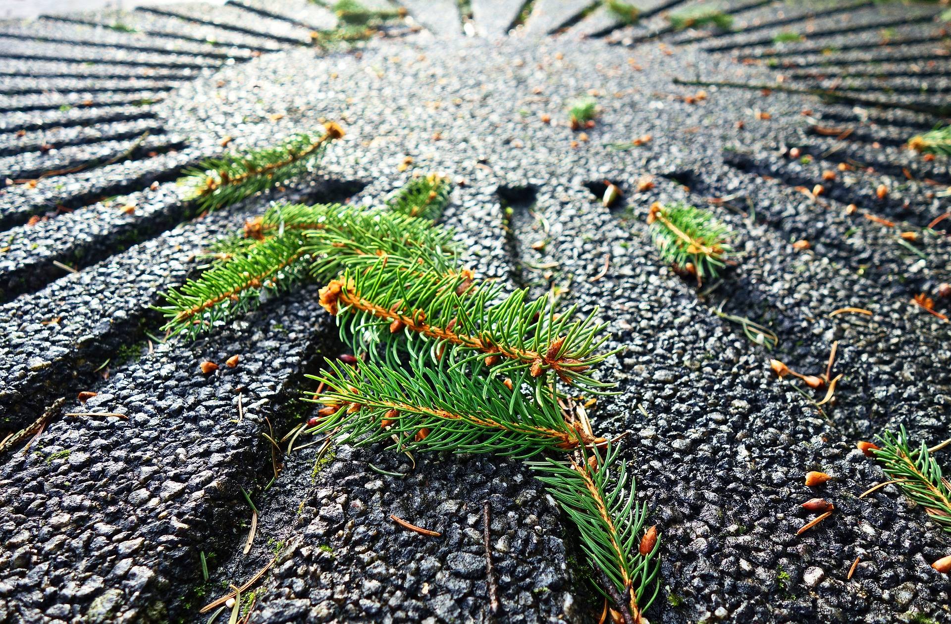 Weihnachtsbäume werden abgeholt