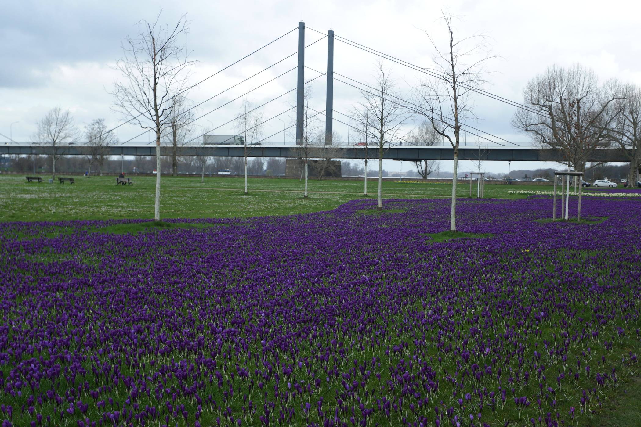  Das gepflanzte „Blaue Band“ am Rheinufer.   Foto: Stadt/ David Young 