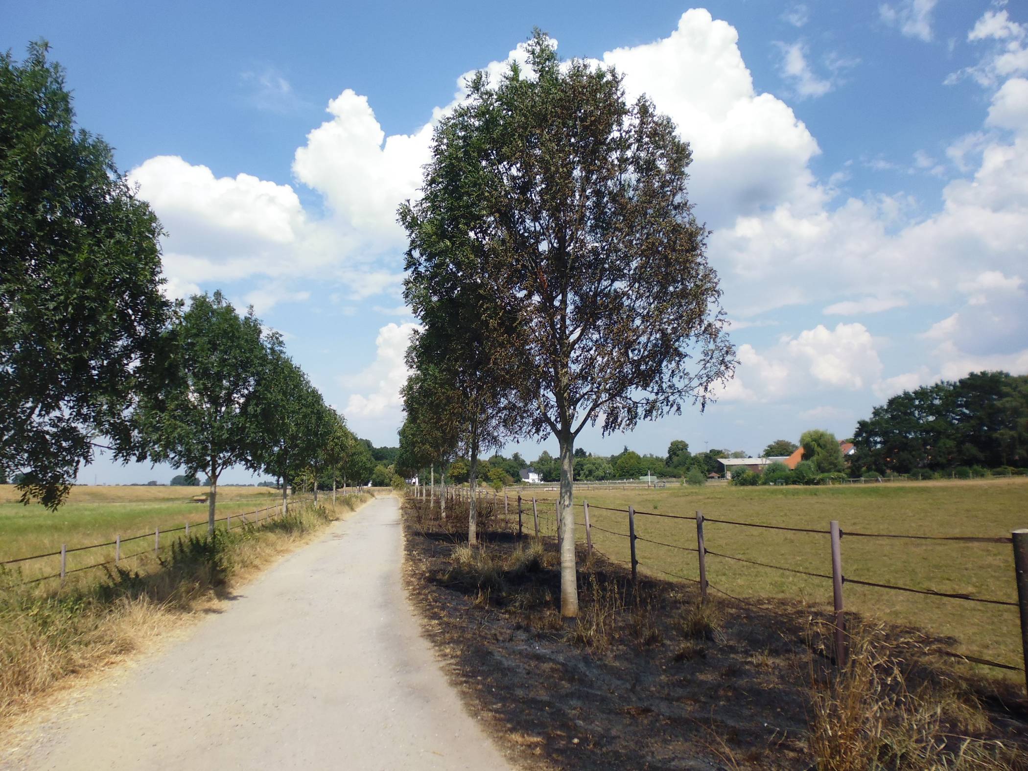 Allee am Nagelsweg in Lohausen nach dem Grasbrand im Sommer 2018. Foto: Stadt 