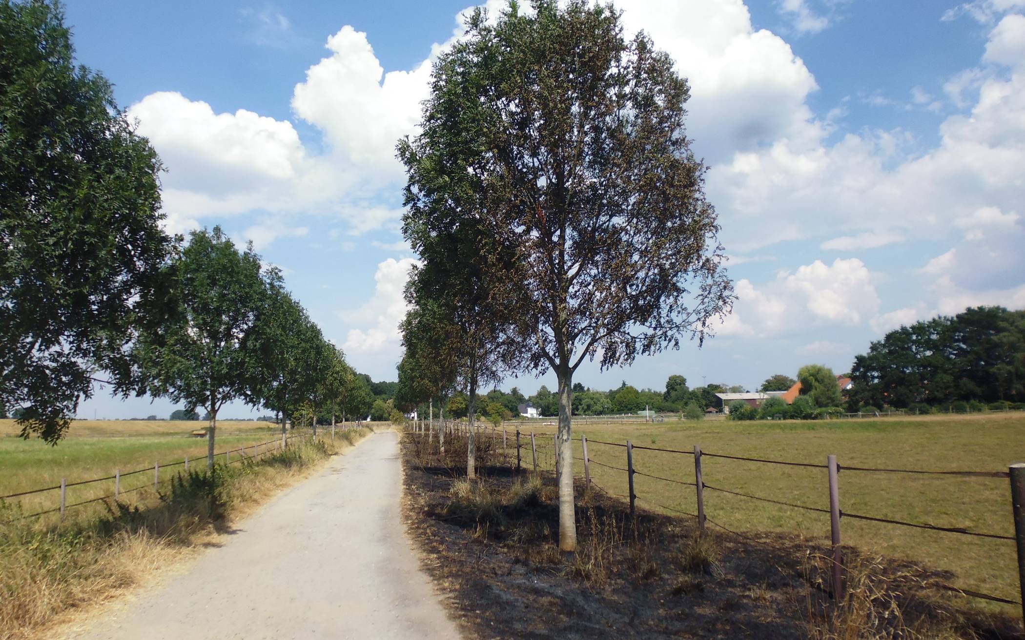 Allee am Nagelsweg in Lohausen nach