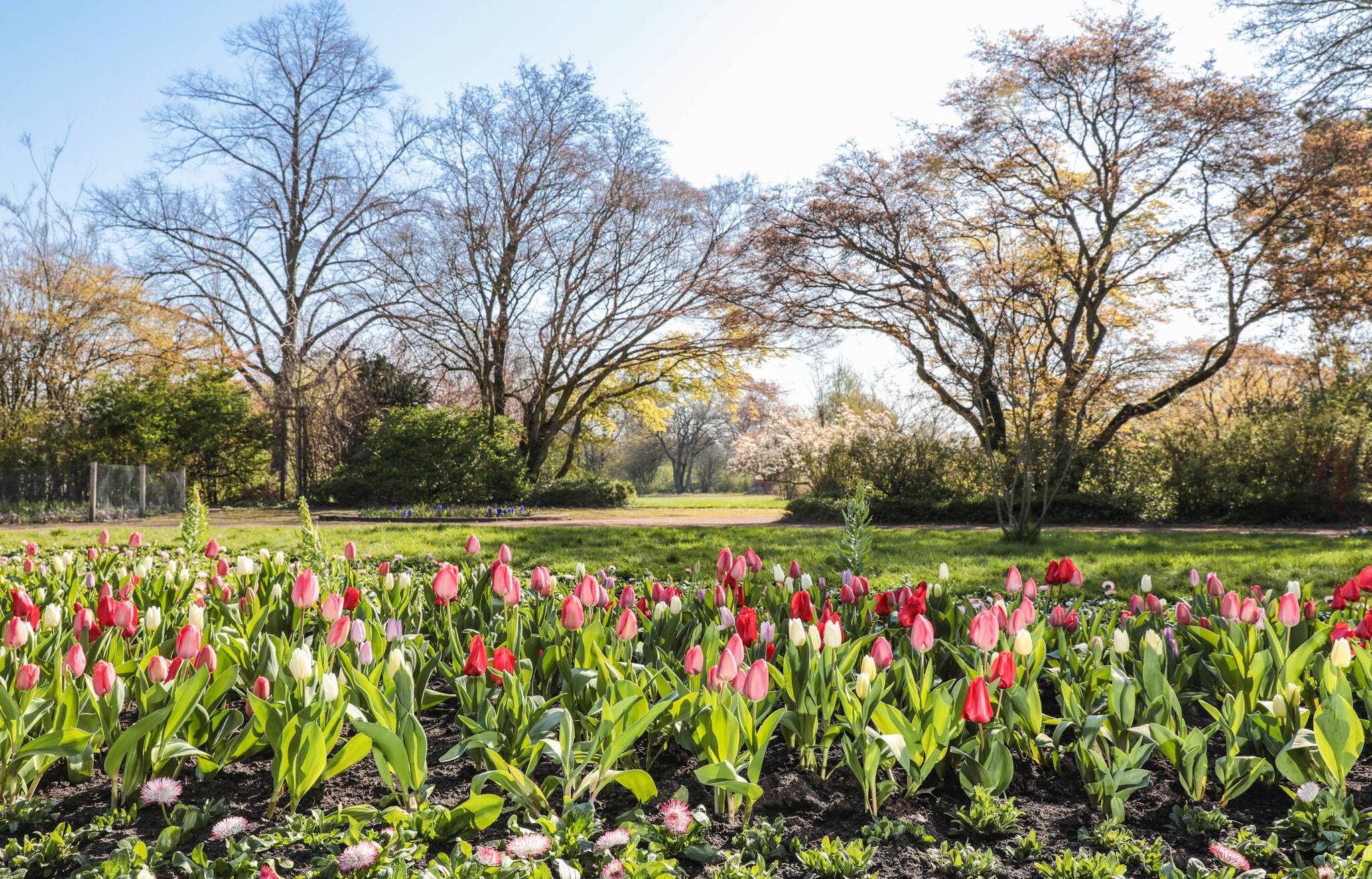  12.800 Tulpen ganz verschiedener Farben und Formen sorgen für eine bunte Blütenpracht im Nordpark. 