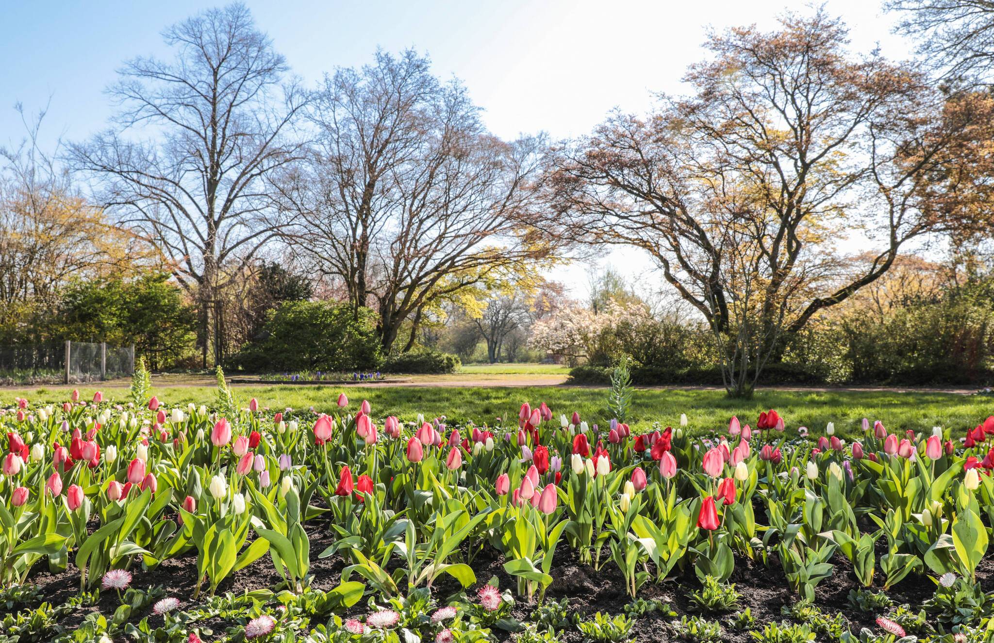  12.800 Tulpen ganz verschiedener Farben und Formen sorgen für eine bunte Blütenpracht im Nordpark. 